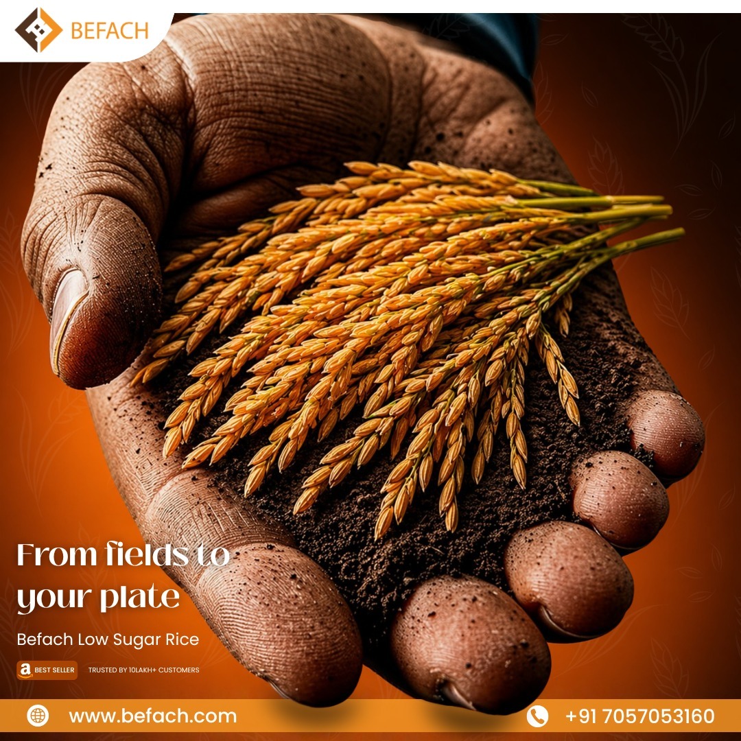 From the paddy field — Sona Masoori, hand-harvested