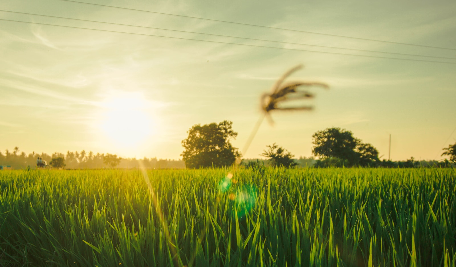 Paddy field at sunrise